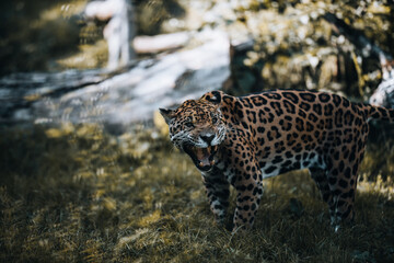 Fototapeta na wymiar Leopard faucht und zeigt Zähne beim Fressen. 