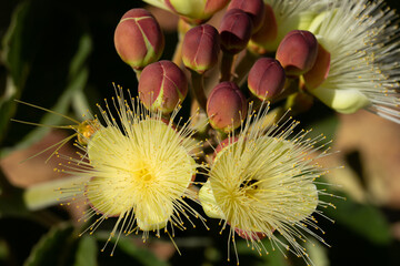 Close-up on a bunch of  souari nut flowers (Caryocar brasiliense). Brazilian savannah scene.