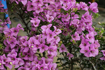 flowers in the garden