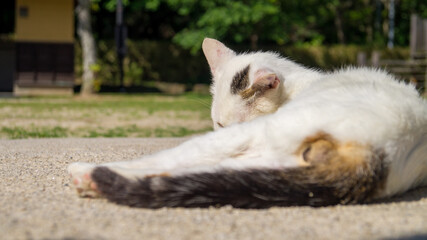 そっぽを向く猫ちゃん