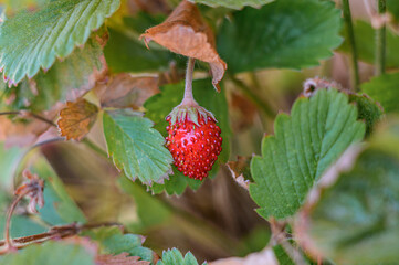 Fragolina di bosco macro