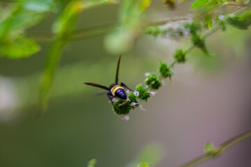 Scolia Hirta su fiori di menta