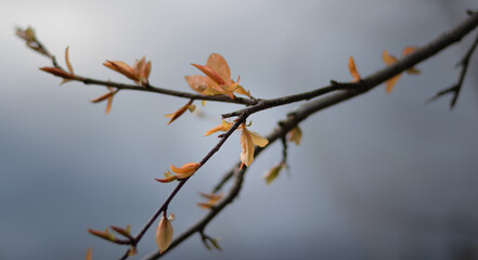 Branch with colorful buds on background of spring stormy sky