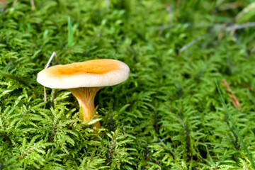 Forest Landscape: The edible mushroom Cantharellus cibarius grows among the green moss in the forest. Mushroom in the morning sun on a background of moss texture. Space for text.