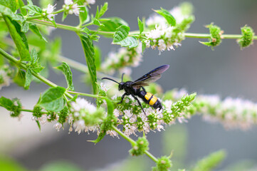 Scolia Hirta su fiori di menta
