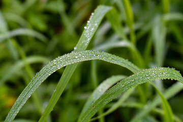 Green grass with dew drops. Background with green grass. wide aperture focus. A lot of green grass stalks with long leaves. Herbaceous background, beautiful herbal texture. Close-up, selective focus.