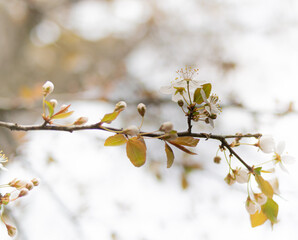 Branch with buds and white flowers on background of white spring sky