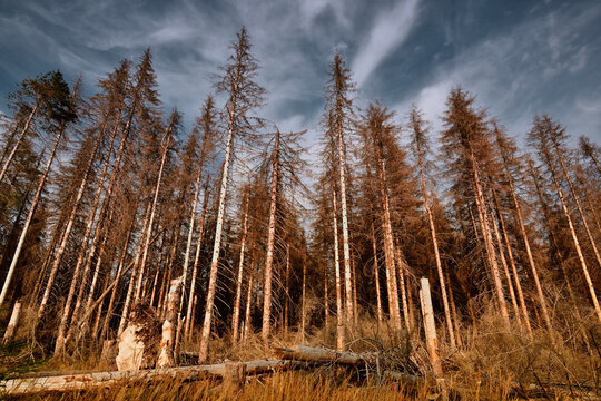 Forest of dead trees. Forest dieback in the Harz National Park, Lower Saxony, Germany, Europe. Dying spruce trees, drought and bark beetle infestation, late summer of 2020.