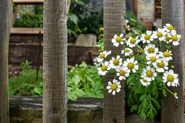 A bouquet of daisies sprouting through a wooden fence against the backdrop of a rustic landscape. Wonderful rural sketch. Chamomile grows by the old wooden fence on a summer day.