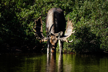 Fototapeta premium Bull Moose - Morning Reflection