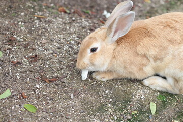 Lovely rabbit is eating vegetables on the floor, Hiroshima, Japan