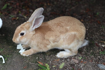 Fototapeta premium Close up of a lovely rabbit is eating on the floor, Hiroshima, Japan, soft focus