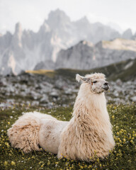 Weisses Lama in den Südtiroler Dolomiten. 