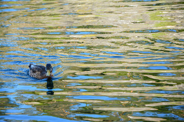 duck in the water