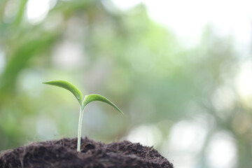 green sprout growing with dark brown solid 