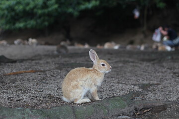 Naklejka na ściany i meble Close up of a cute brown rabbit on floor, Hiroshima, Japan, soft focus