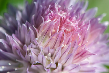 Close-up edible purple head of chives flower