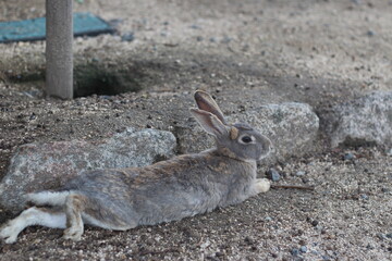A cute grey little rabbit is sitting on the floor, Rabbit Island, Hiroshima, Japan