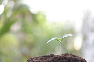Small green plant growing with dark brown solid 