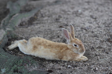 Close up of a cute yellow rabbit is laying down on the sand floor, Hiroshima, Japan, Asia, soft focus