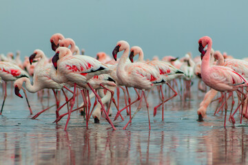 Group birds of pink african flamingos  walking around the blue lagoon on a sunny day