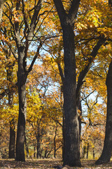 Fototapeta premium amazing golden autumn forest