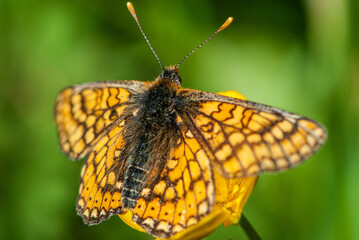 Close-up silver-washed fritillary butterfly on yellow flower in sun light in spring in meadow with a lot of details