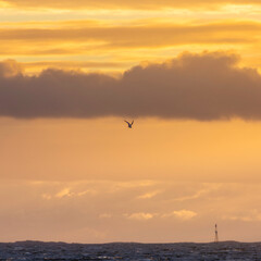 Fototapeta na wymiar Single bird in sunset