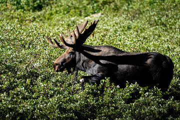 Bull Moose - Profile