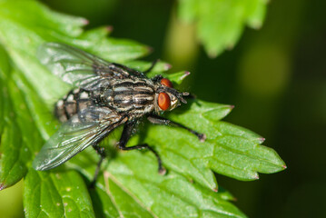 Close-up grey Sarcophaga fly with red compound eyes and long eyelashes, lengthwise darker stripes on the thorax and light square dots on the abdomen on green leaf
