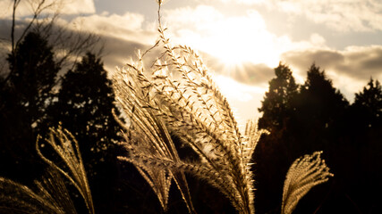 黄金色に輝くすすき