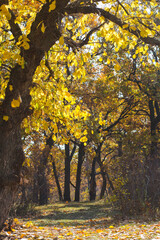 Fototapeta na wymiar amazing golden autumn forest