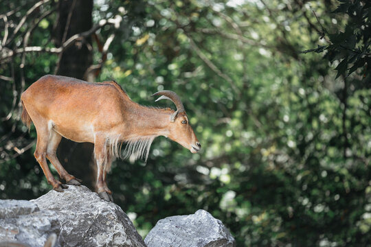 Adult brown goat with majestic horns standing on rocks on mountain top in forest