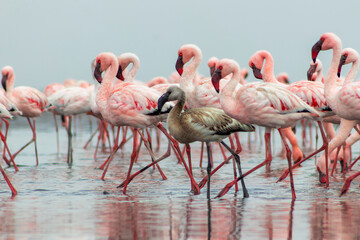 Group birds of pink african flamingos  walking around the blue lagoon on a sunny day
