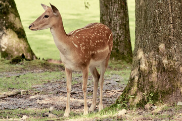 Naklejka na ściany i meble Fallow deer (Dama Dama) doe or fawn stands on grass field with trees on a sunny day