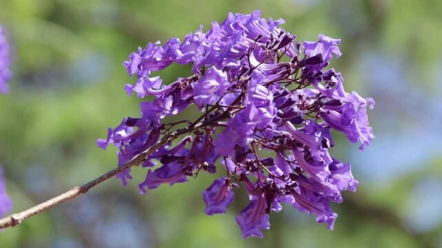 Blue jacaranda or Fern tree (Jacaranda mimosifolia ) flowers blowing in the wind in september . Brazilian spring season.