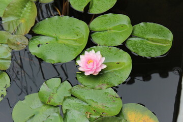 한국 연못 자연 호수 전통적인 식물 연꽃 수중생물  korea pond nature lake traditional plant lotus / aquatic life

