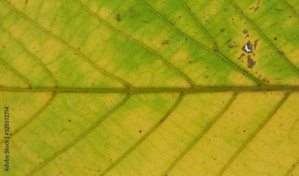 Sticker macro texture colorful yellow autumn leaf