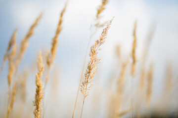 Fototapeta premium close up spikelets on the field with the sunset lights