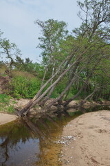 Closeup of small creek running through sandy beach of Baltic sea, Latvia on cloudy summer day. Trees bent over the creek.