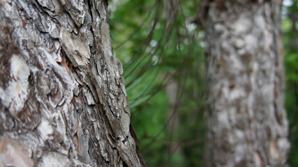 Closeup of a tree in a forest