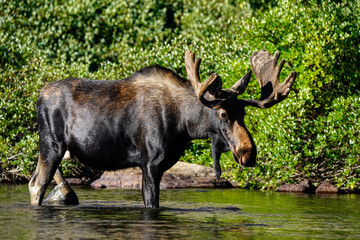Bull Moose - Wading