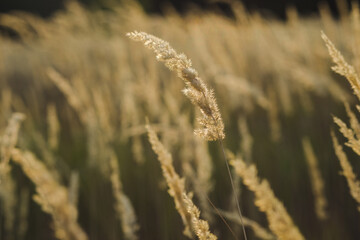close up spikelets on the field with the sunset lights