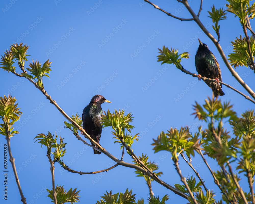 Wall mural closeup of two common starlings perched on the blooming green tree on sunny spring day against backg