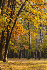 amazing golden autumn forest