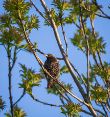 Closeup of common starling perched on the blooming green tree on sunny spring day against background of blue clear sky