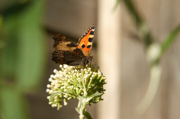 A butterfly on a blooming plant.