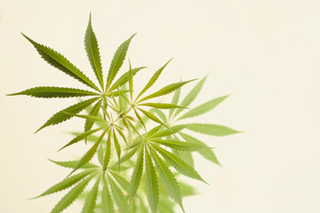 Naklejka na ściany i meble Close up photo of the green leaves of medical marijuana on the plant on the plain background