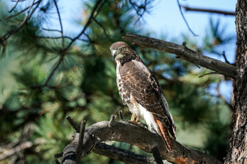 Red-tailed Hawk