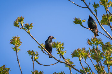 Closeup of two common starlings perched on the blooming green tree on sunny spring day against background of blue clear sky
